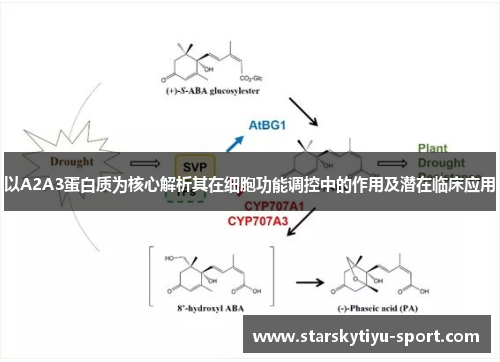 以A2A3蛋白质为核心解析其在细胞功能调控中的作用及潜在临床应用